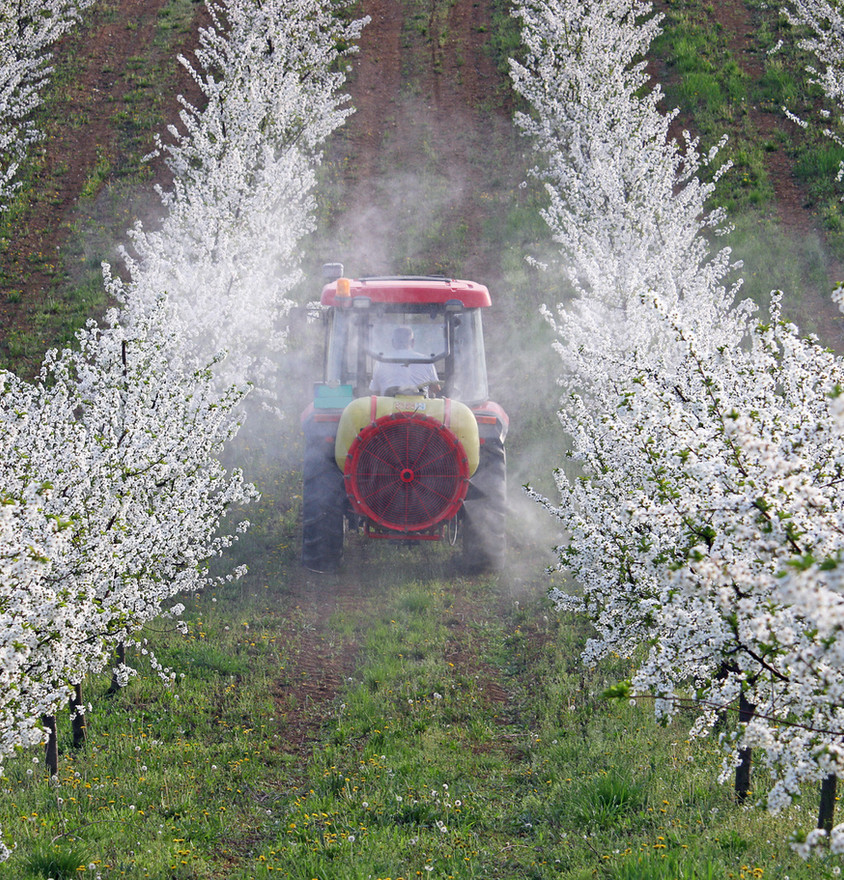 Tractor spraying orchard